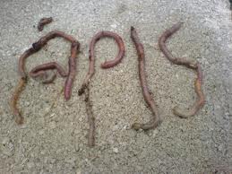 Τα παρατσούκλια των οπαδών και η ιστορία πίσω από το καθένα