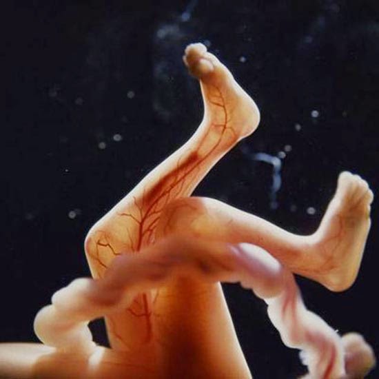 Η διαδικασία γονιμοποίησης & εγκυμοσύνης σε συγκλονιστικές macro φωτογραφίες