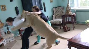 Κατοικίδιο λιοντάρι επιτίθεται σε καλεσμένο (video)
