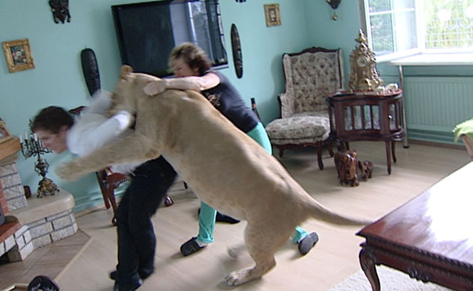 Κατοικίδιο λιοντάρι επιτίθεται σε καλεσμένο (video)