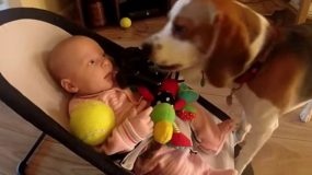 Η απίθανη συγνώμη ενός σκυλου που έκλεψε το παιχνίδι ενός μωρού (Video)