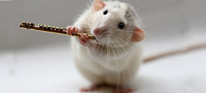 TIPS:Το κόλπο για να μην έχετε ποντίκια στο γκαράζ ή την αποθήκη
