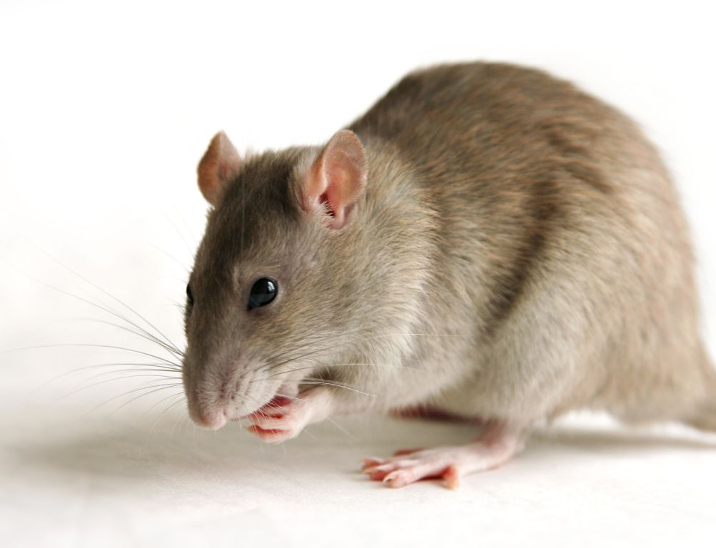 TIPS:Το κόλπο για να μην έχετε ποντίκια στο γκαράζ ή την αποθήκη