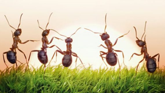 Πώς να διωξετε τα μυρμήγκια