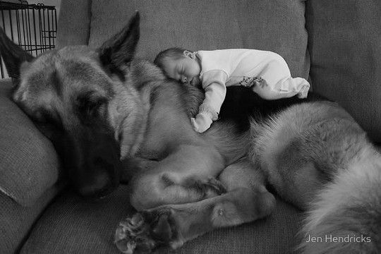Θα λιώσετε! Μωράκια αγκαλιά με μεγάλους σκύλους