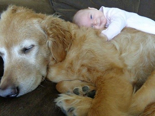 Θα λιώσετε! Μωράκια αγκαλιά με μεγάλους σκύλους