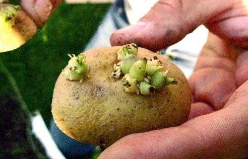 Το κόλπο για να μη βγάζουν φύτρες οι πατάτες σας!
