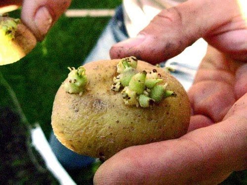 Το κόλπο για να μη βγάζουν φύτρες οι πατάτες σας!