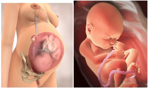 Δείτε την ανάπτυξη του εμβρύου από τη 1η έως την 40η Εβδομάδα!Μαγικές εικονες