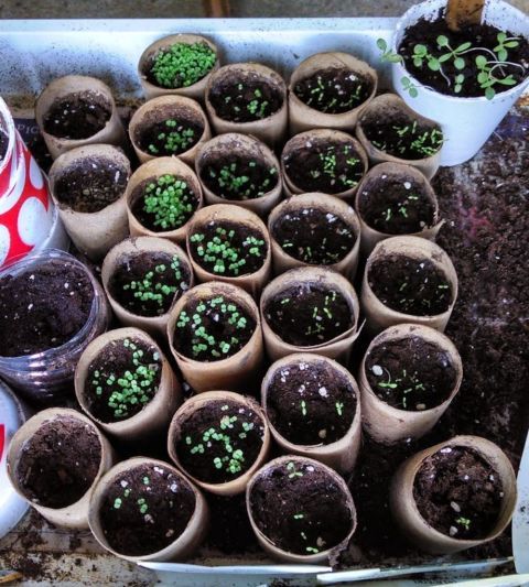 Grow-Seedlings