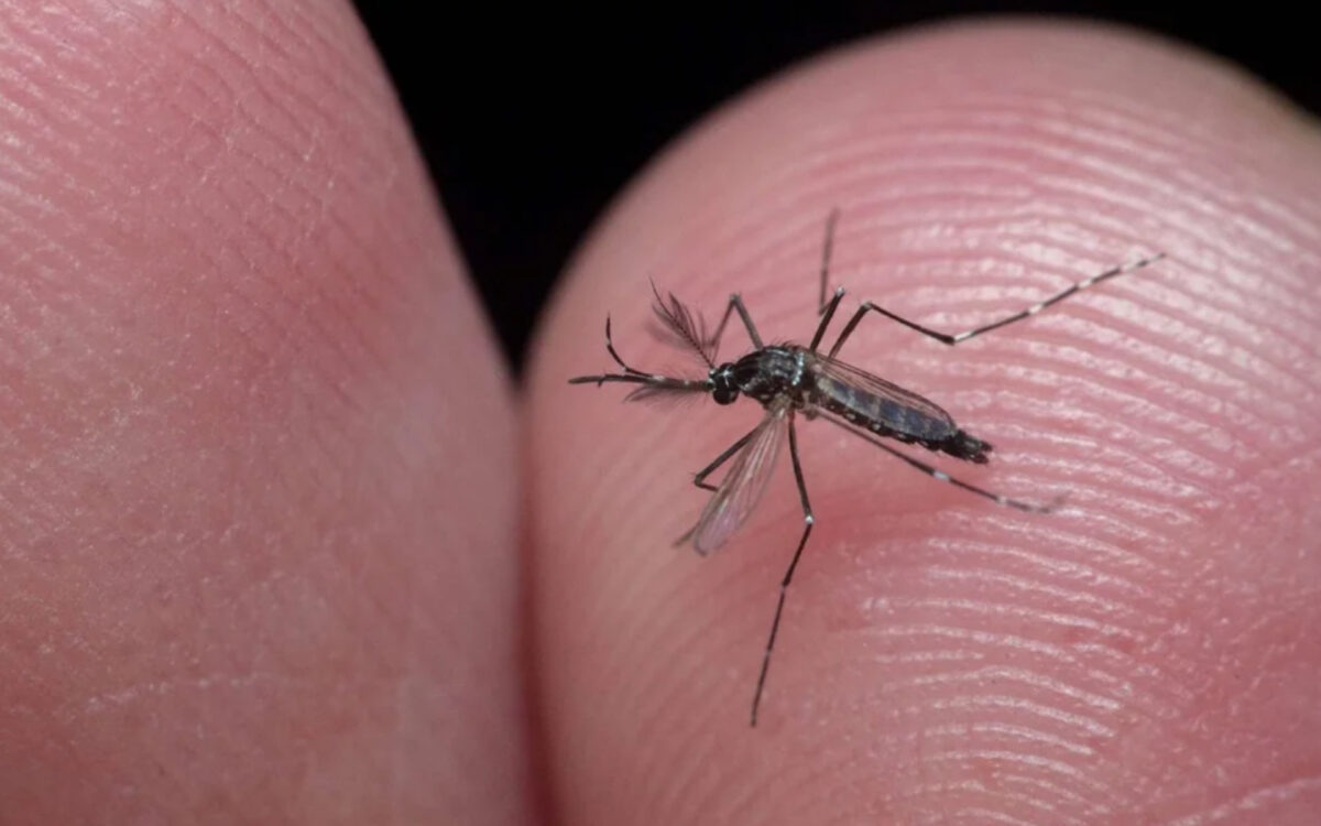 6 φυτά που θα σας προστατέψουν από τα κουνούπια