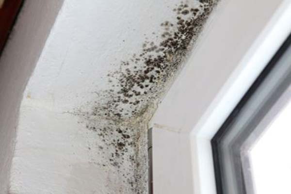 How-to-Remove-Mold-from-Walls-Other-Mildew