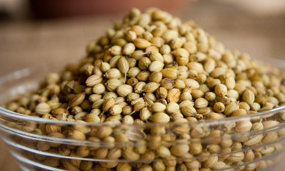 coriander
