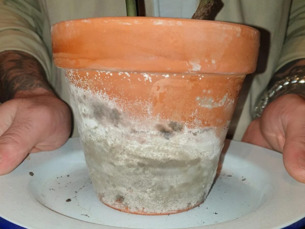 12 χρήσεις της χλωρίνης που ίσως δεν ξέρατε