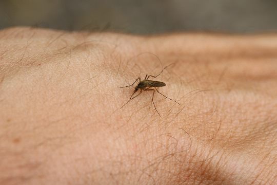 8 γρήγορες λύσεις για να ανακουφιστείτε από τα τσιμπήματα των κουνουπιών