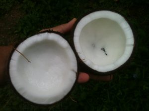 coconut-648105_960_720