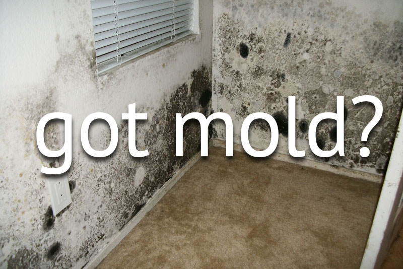 got-mold