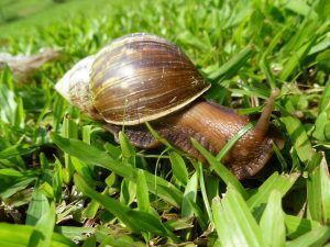 snail-1247733_960_720