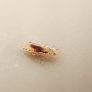 Head lice (louse) isolated