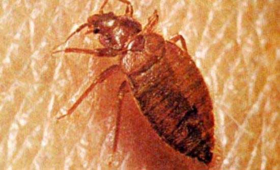 Σαρανταποδαρούσες κατσαρίδες μυρμήγκια και ακόμη 7 ανατριχιαστικά έντομα που φωλιάζουν στο σπίτι: Δείτε πως να τα εξαφανίσετε 