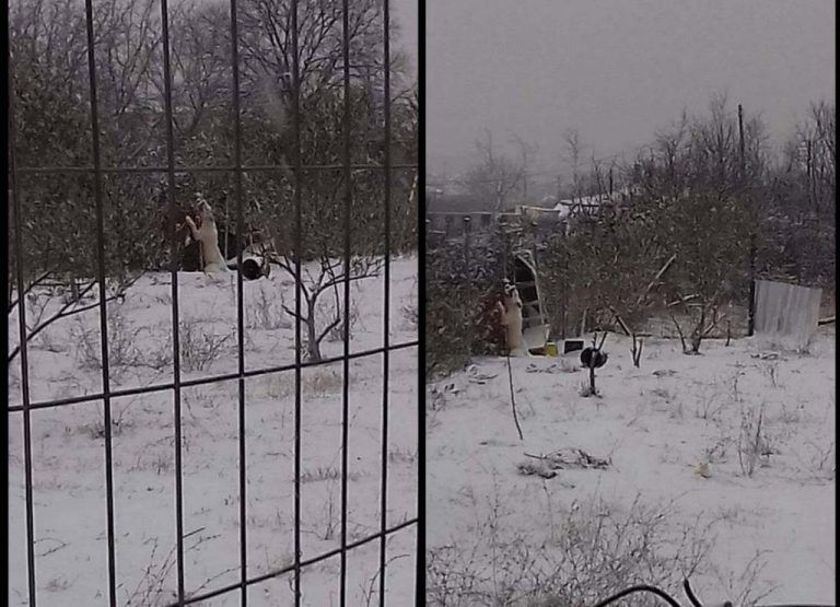 Απίστευτη κτηνωδία στη Δράμα: Σκύλος βρήκε φρικτό θάνατο στα χιόνια