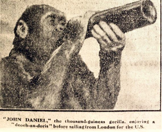 Jonh Daniel: Ο γορίλας που είχε εκπαιδευτεί σαν αγόρι από ένα ολόκληρο Αγγλικό  χωριό και πέθανε από στεναχώρια όταν τον πήραν μακριά