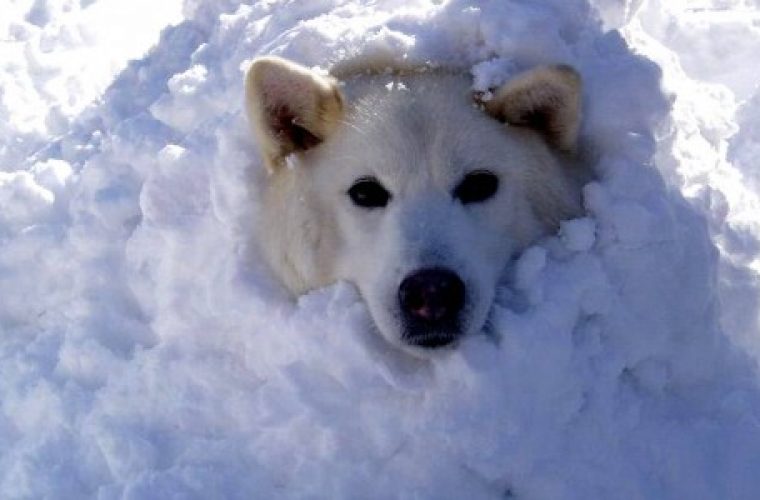 Ξεκαρδιστικές στιγμές με σκύλους που παίζουν στα χιόνια!