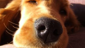 Πως να διώξετε τη μυρωδιά απο τα σκυλιά