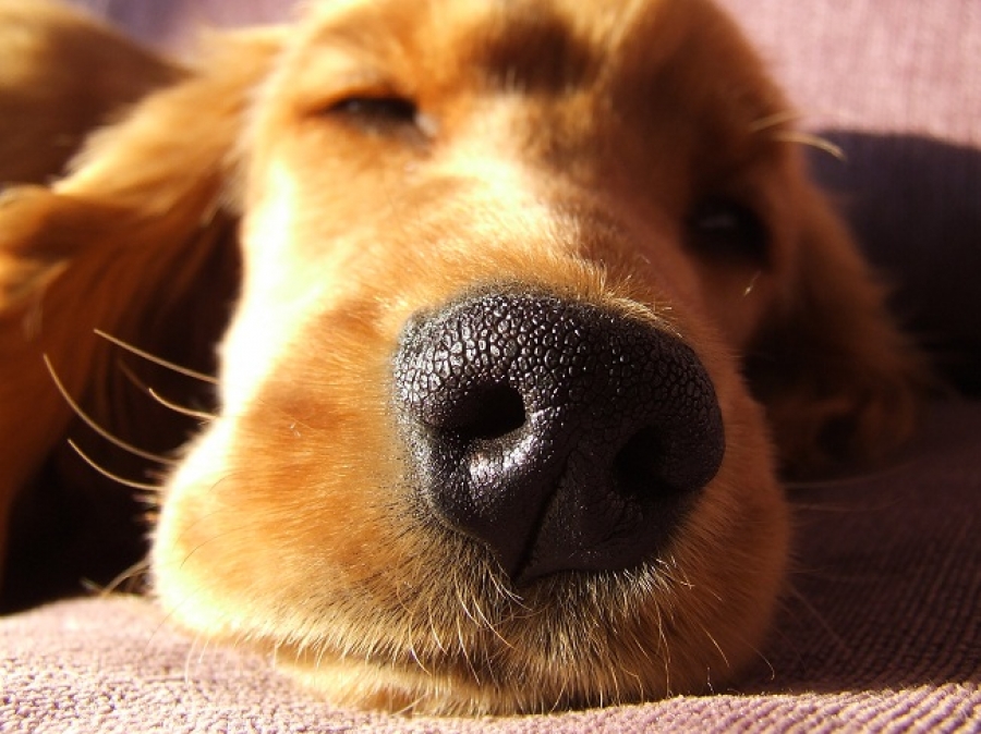 Πως να διώξετε τη μυρωδιά απο τα σκυλιά