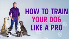 Εκπαιδεύστε το σκύλο σας σαν επαγγελματίες