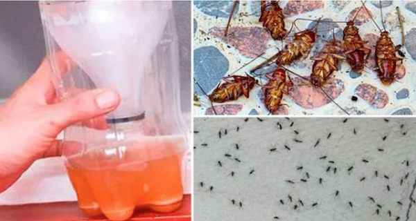 Η πιο αποτελεσματική σπιτική συνταγή που υπόσχεται να εξολοθρεύσει όλα τα κουνούπια και τις κατσαρίδες στο λεπτό!