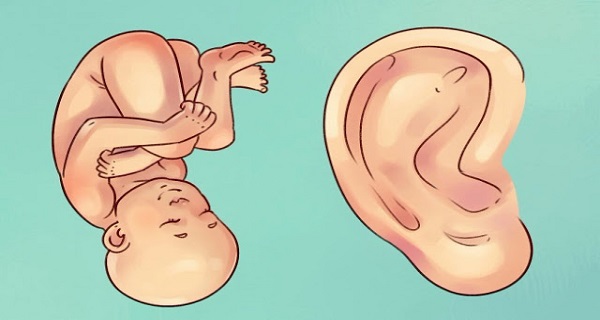 Τι λένε τα αυτιά για την υγεία σας; Μπορείτε να εντοπίσετε οποιαδήποτε ασθένεια ανάλογα το σχήμα και το χρώμα τους