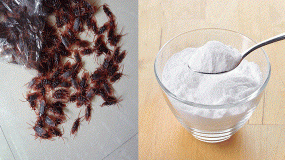 Με μόλις 2 υλικά εξαφανίστε τις κατσαρίδες από το σπίτι σας μια για πάντα!