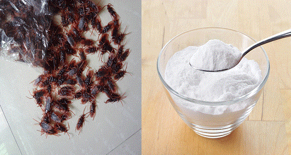 Με μόλις 2 υλικά εξαφανίστε τις κατσαρίδες από το σπίτι σας μια για πάντα!