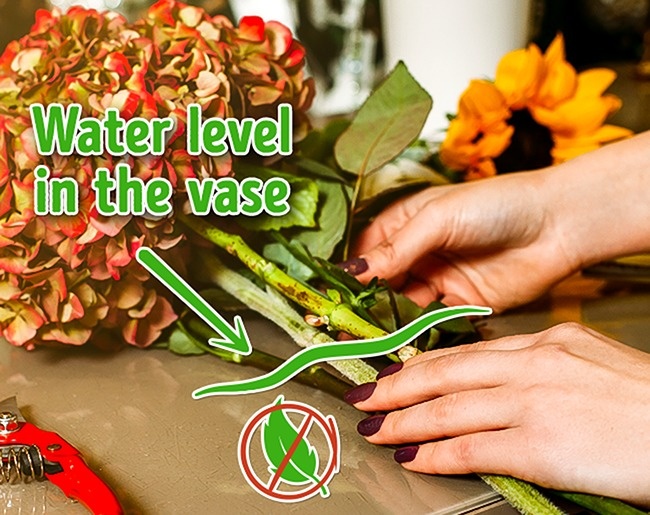 10 απλοί τρόποι για να κρατήσετε τα κομμένα σας λουλούδια φρέσκα για περισσότερο
