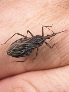 Μήπως αναρωτιέστε τι τσίμπησε το παιδί; Δείτε 12 διαφορετικά τσιμπήματα από έντομα..