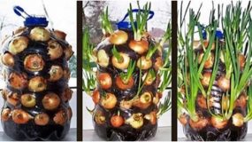 Πως να καλλιεργήσετε κρεμμύδια μέσα σε ένα πλαστικό μπουκάλι;