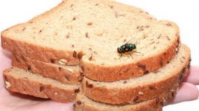 Προσοχή! Τι ακριβώς συμβαίνει όταν μία μύγα προσγειώνεται στο φαγητό μας;