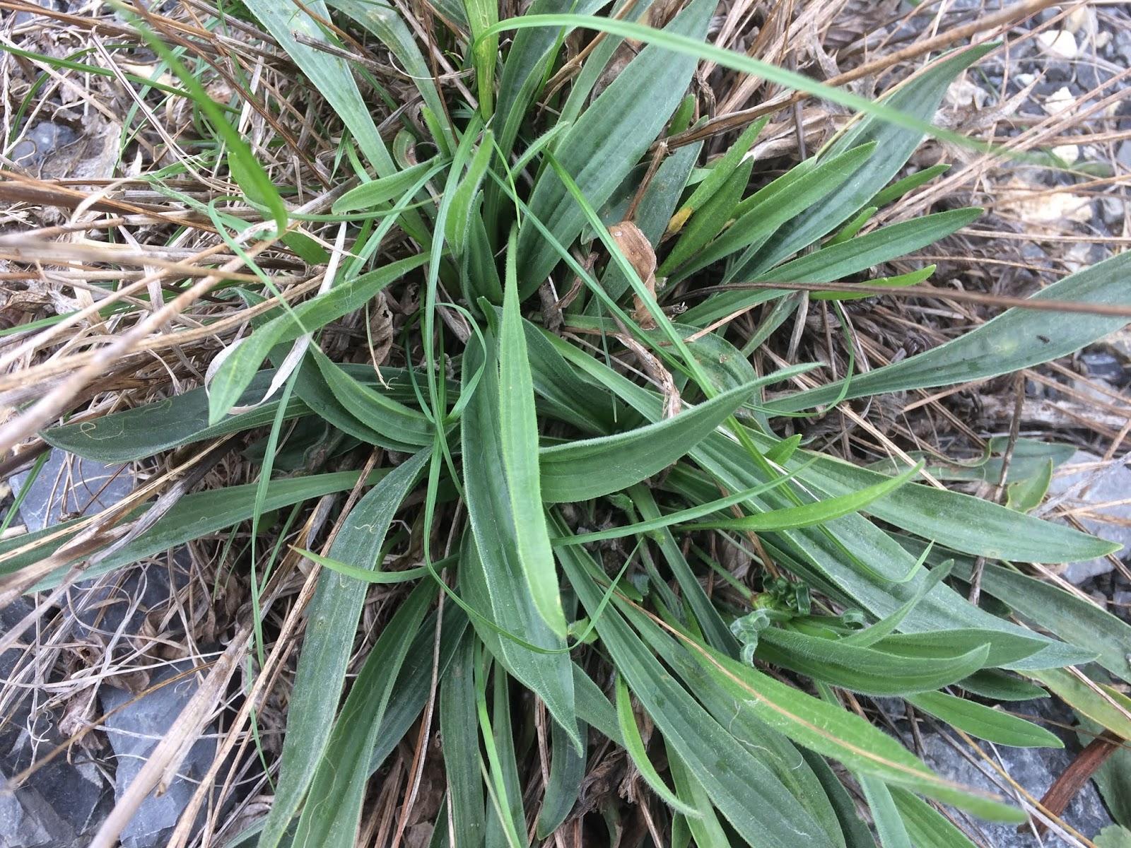 Η Γιαγιά το Αποκαλούσε «Το Φύλλο που Γιατρεύει» – Φυτρώνει σε Κάθε Κήπο και Έχει Απίστευτες Φαρμακευτικές Ιδιότητες!