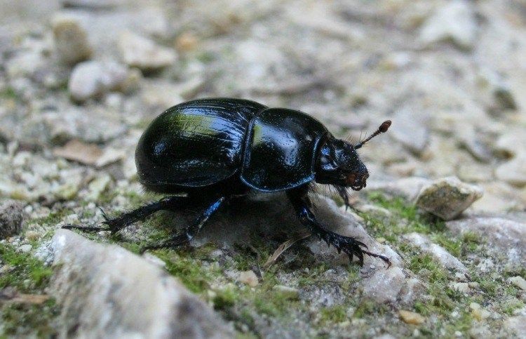 9 πανέξυπνοι τρόποι για να χρησιμοποιήσετε το ταλκ στον κήπο σας 2 πουδρα μωρου στο κηπο1