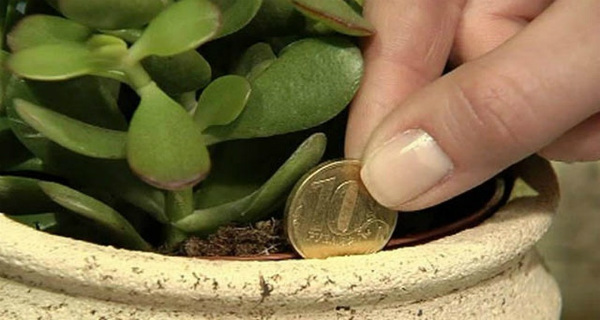 Βάλτε αυτό το φυτό σπίτι σας και θα δείτε τα χρήματα σας να αυξάνονται...