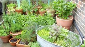 Δείτε πως να καλλιεργήσετε τα δικά σας βότανα και μπαχαρικά στο σπίτι