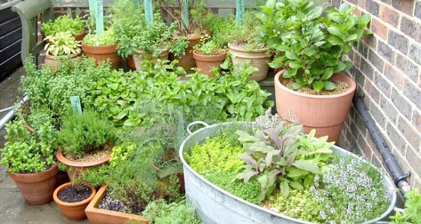 Δείτε πως να καλλιεργήσετε τα δικά σας βότανα και μπαχαρικά στο σπίτι