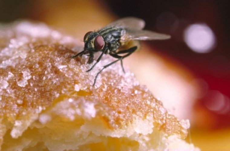 Το «μαγικό» για να μην πλησιάζουν μύγες στο φαγητό σας