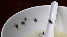 Μην αφήνετε τις μύγες πάνω στο φαγητό σας! Δεν θα πιστεύετε πόσα μικρόβια κουβαλούν