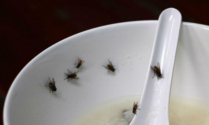 Μην αφήνετε τις μύγες πάνω στο φαγητό σας! Δεν θα πιστεύετε πόσα μικρόβια κουβαλούν