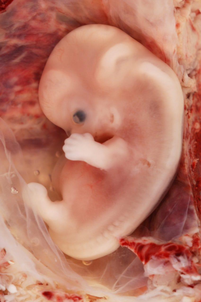 Τα 'εμβρυα ξοδεύουν το 95% του χρόνου τους κοιμώντας μέσα στην κοιλιά χωρίς να έχουν ιδέα τι κάνει η μαμά
