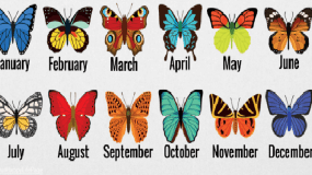 Διαλέξτε μια πεταλούδα ανάλογα το μήνα που γεννηθήκατε και δείτε τι έχει να πει για εσάς..