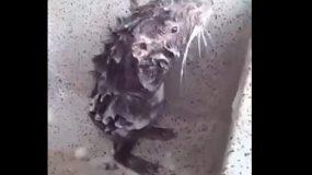 Το βίντεο που θα σας αφήσει άφωνους! Η παράξενη στιγμή που ένας αρουραίος κάνει μπάνιο με σαπούνι σαν κανονικός άνθρωπος