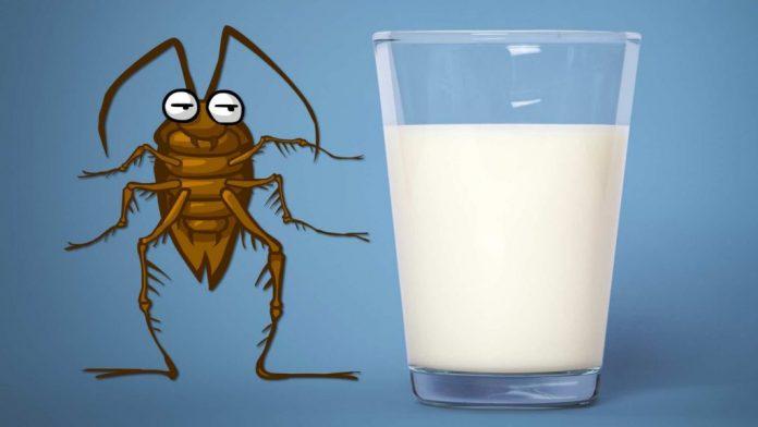 Σύμφωνα με Ινδούς επιστήμονες το γάλα κατσαρίδας είναι η υπερτροφή του μέλλοντος